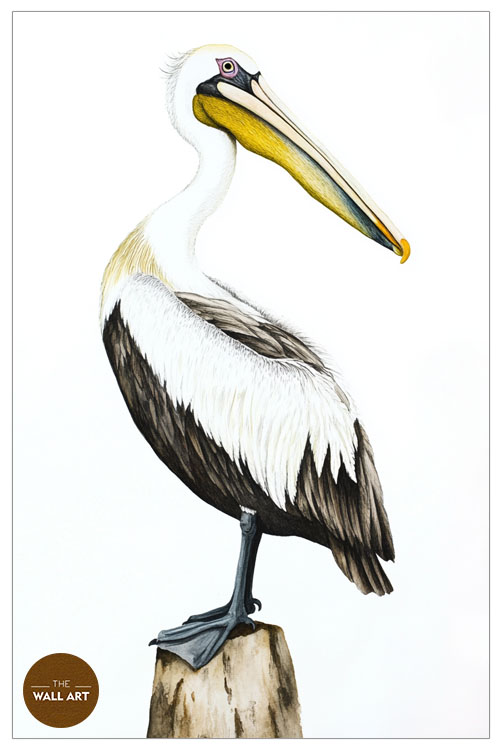 images/products/yellow_beack_pelican/yellow_beack pelican_WHITE_P.jpg